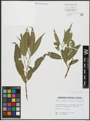 Foto von Salix alba L. x Salix fragilis L.